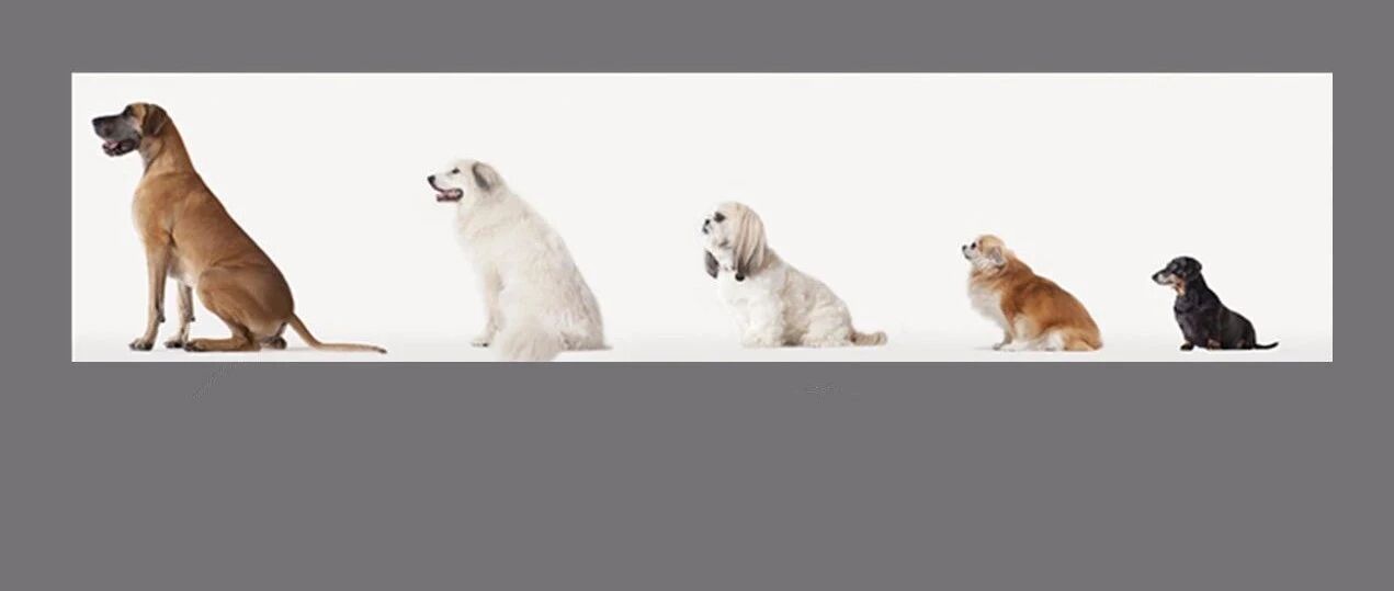 这地拟新规：每户只能养一只小型犬