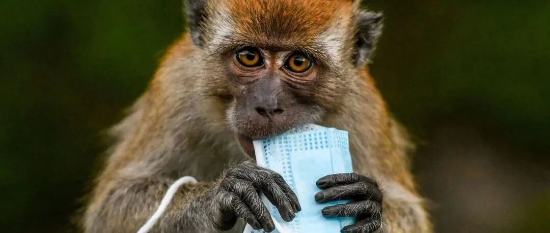 你随手丢掉的口罩，正在杀死无辜的它们