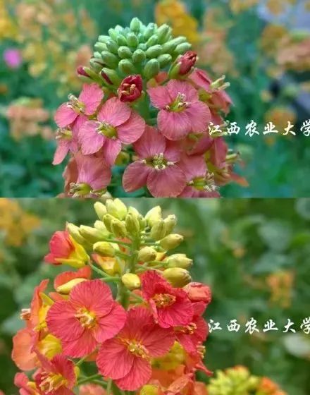 【8点见】法院悬赏“通缉”湘A88888法拉利-微信头条网 【8点见】法院悬赏“通缉”湘A88888法拉利