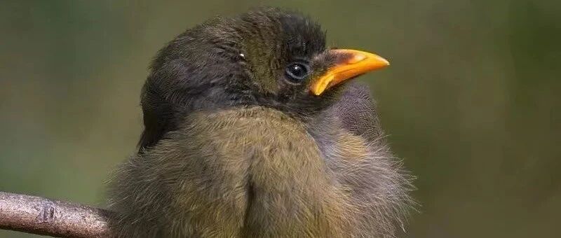 这鸟聪明就算了，居然还比我自律？！