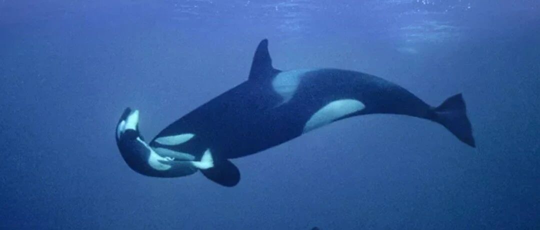 妈妈的爱！半小时的缘分，17天的守候，宝宝尸体腐烂仍不舍放手