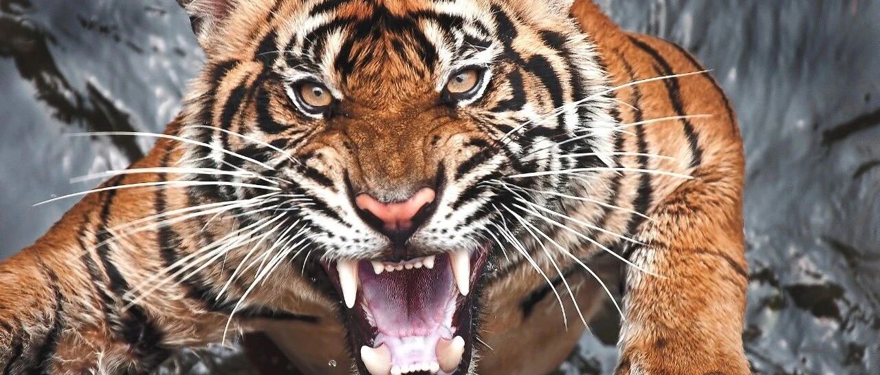 滑铲打虎靠谱吗？武松和泰森究竟谁能打死老虎？