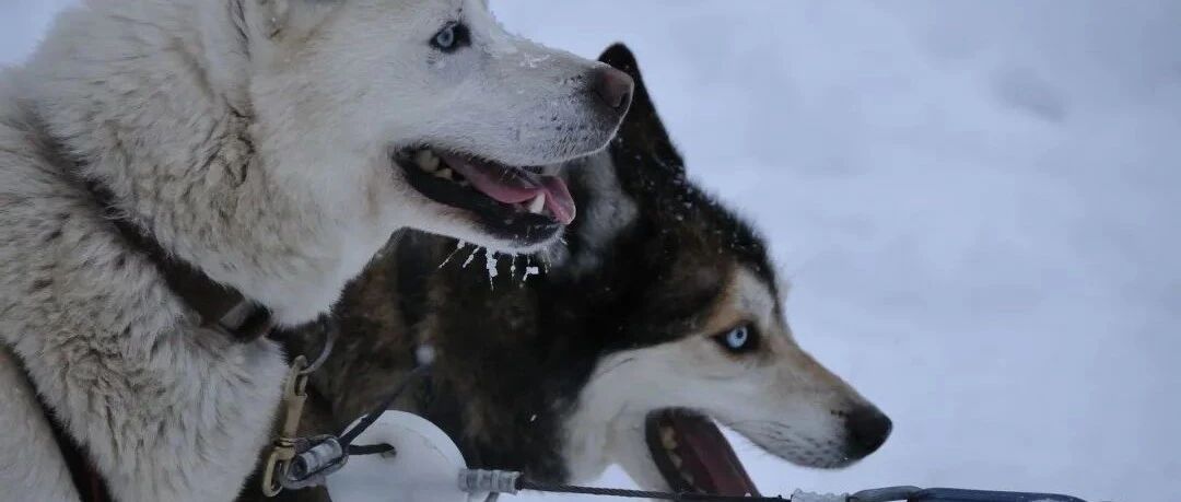 你笑“二哈”傻？人家可是上过奥运会的！