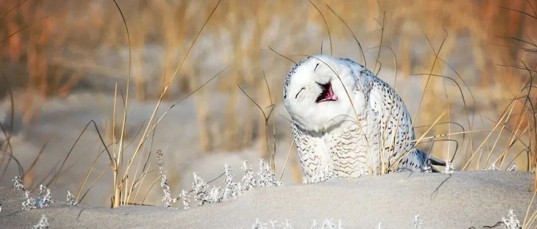 哈哈哈哈…...小伙放声大笑后合不上嘴，医生：你关节炎犯了