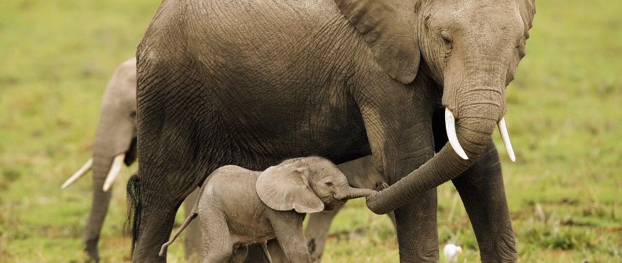 15岁怀孕，她被骗吃下炸药，一尸两命！