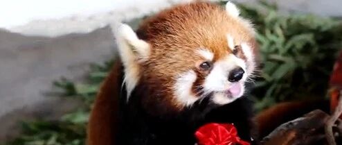 【8点见】这些动物收到了新春福袋，里面装了啥？