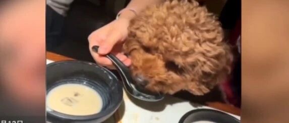 【8点见】公用餐具喂狗？当事人已道歉