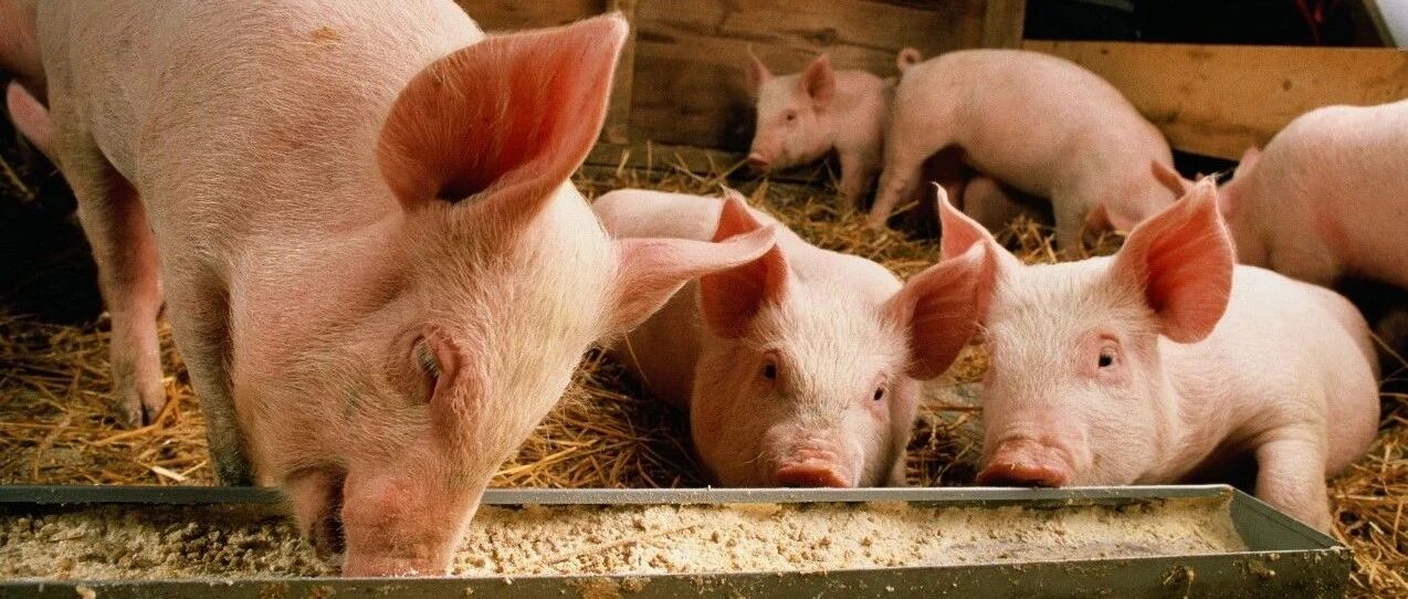 猪流感真的要来了？