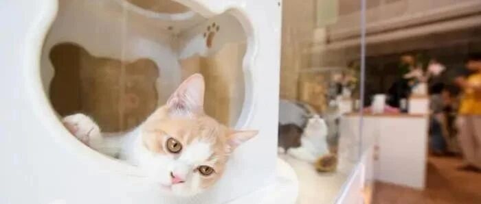 [8点见]你出去玩，家里的小可爱咋办?