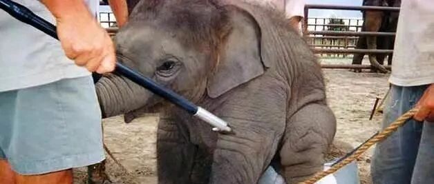 从明星到脚链囚徒，她的故事远没有结束……