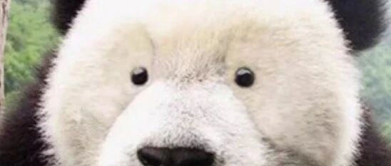 堂堂国宝，为啥沉迷于“滚粪”无法自拔？