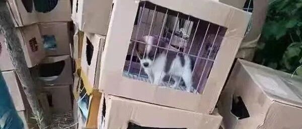 【8点见】上百只活体宠物盲盒被遗弃，奶猫奶狗奄奄一息……