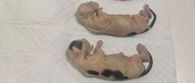 男子用开水烫怀孕母猫致腹中4只小猫死亡！开除！