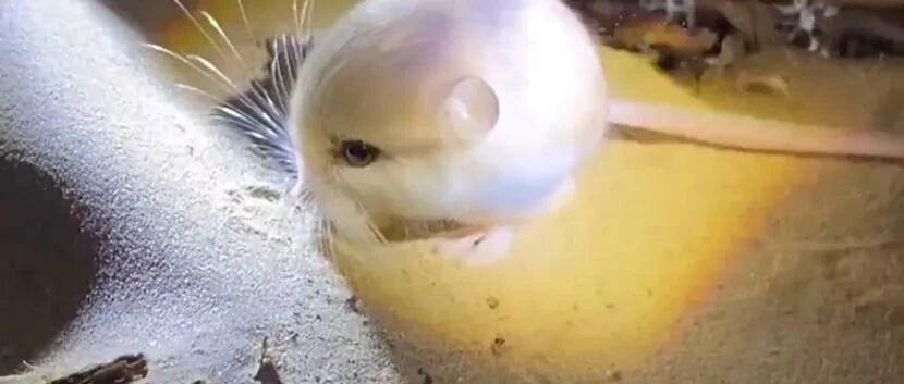 【8点见】网友在新疆拍到“活鼠标”！