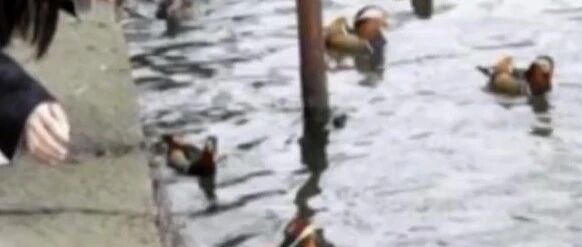 【8点见】游客过度投喂，撑死西湖鸳鸯