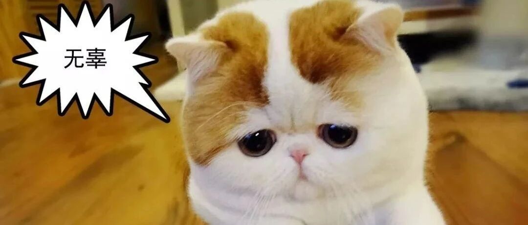会流泪的小猫咪能有什么坏心眼儿呢？