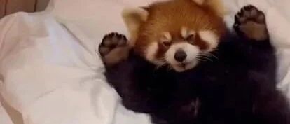 小熊猫进酒店房间很可爱？不，这很可怕！