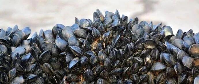 [8点见]会中毒!这种海鲜很常见但你不要吃!