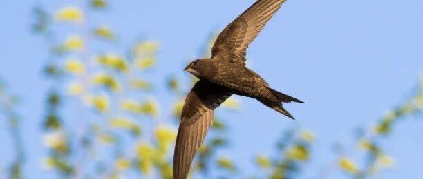 鸟中卷王，睡觉都在飞