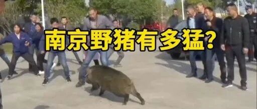 冲击奶茶店的南京野猪到底有多猛
