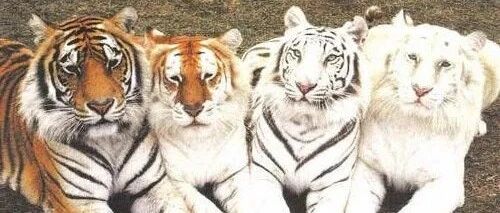 老虎不能经常洗，会掉色(shǎi)