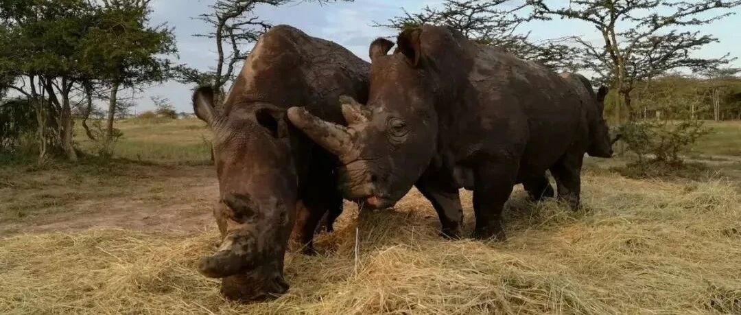 地球上仅存的两头北部白犀牛，正在等待奇迹的降临