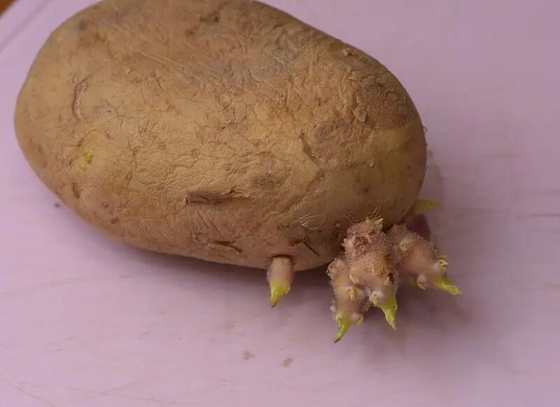 发芽＝不能吃？还真不一定