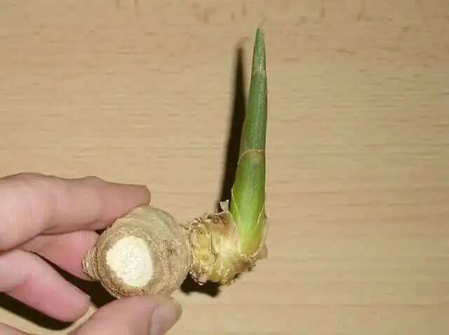 发芽＝不能吃？还真不一定