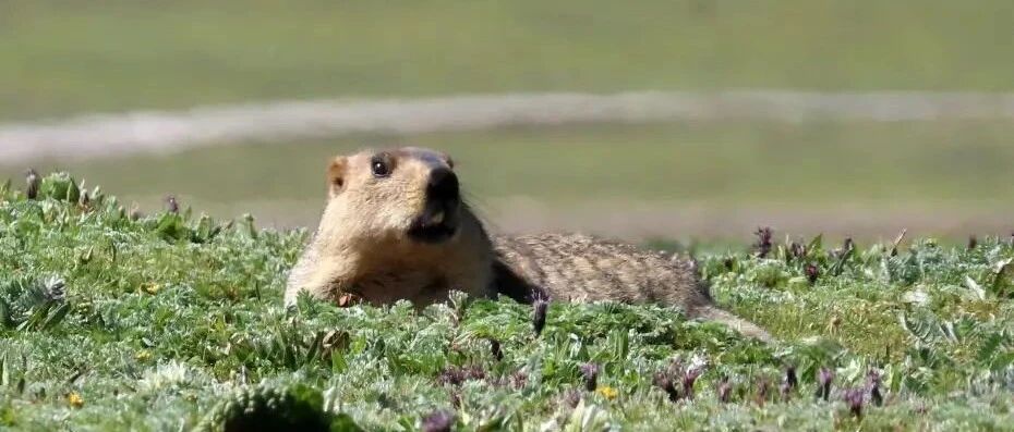 鼠疫确诊，官方紧急预警！