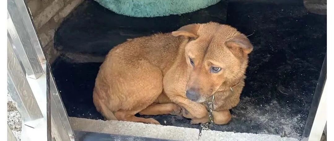 一只狗的孤独被上亿次看见