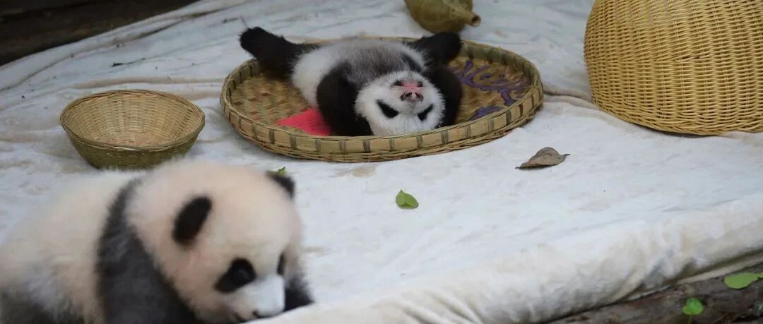 看完之后，相信你也会忍不住做这个动作……