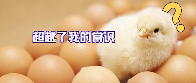 魔幻现实?“熟蛋孵小鸡”写成论文