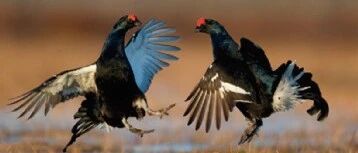 鸟类迷惑行为：为了“撩妹”真是拼了