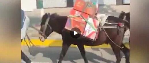 【8点见】陕西现马匹运抗疫物资？官方回应