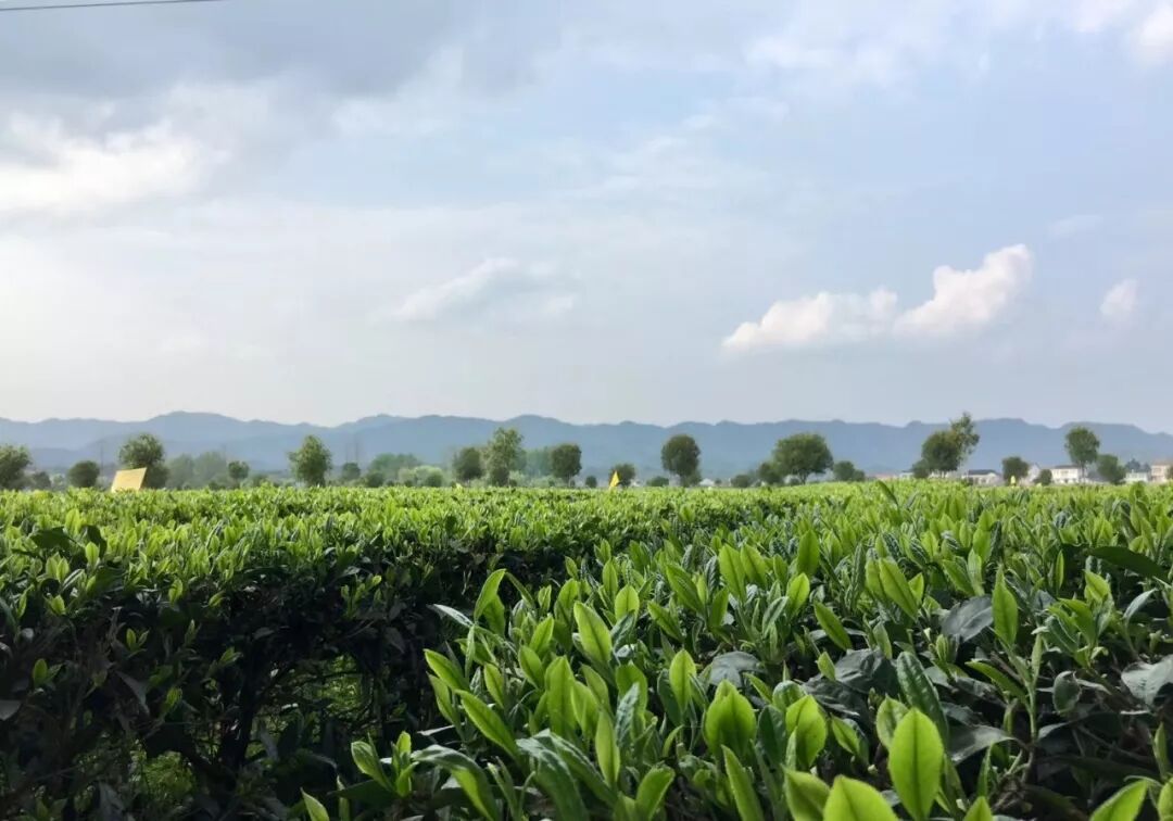 我的未来不是梦——桃源红茶（内有福利，让我听到你们的声音）