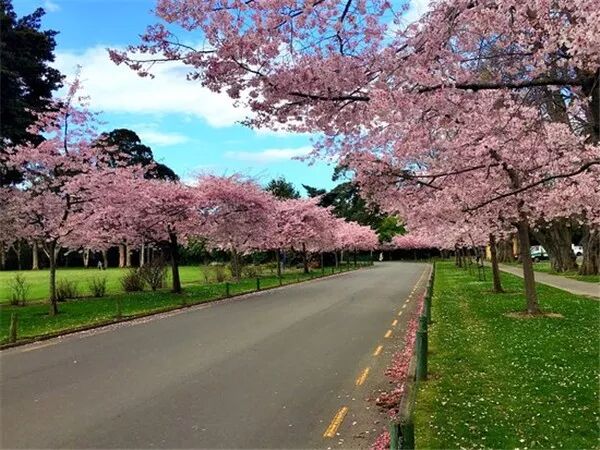 再过几天，新西兰又要让全世界羡慕了！你也要一起来刷爆朋友圈吗？！