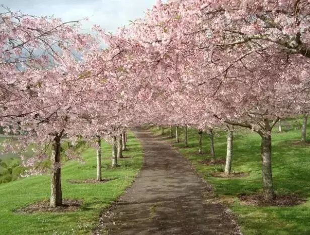 再过几天，新西兰又要让全世界羡慕了！你也要一起来刷爆朋友圈吗？！