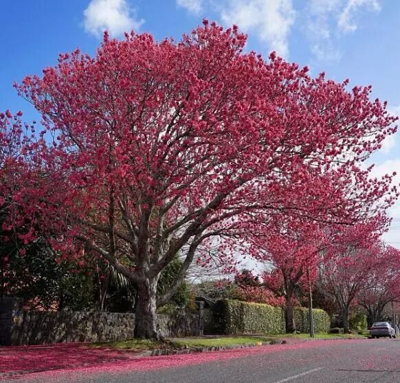再过几天，新西兰又要让全世界羡慕了！你也要一起来刷爆朋友圈吗？！