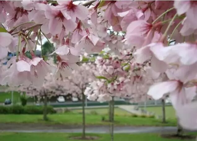 再过几天，新西兰又要让全世界羡慕了！你也要一起来刷爆朋友圈吗？！