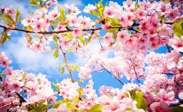 再过几天，新西兰又要让全世界羡慕了！你也要一起来刷爆朋友圈吗？！