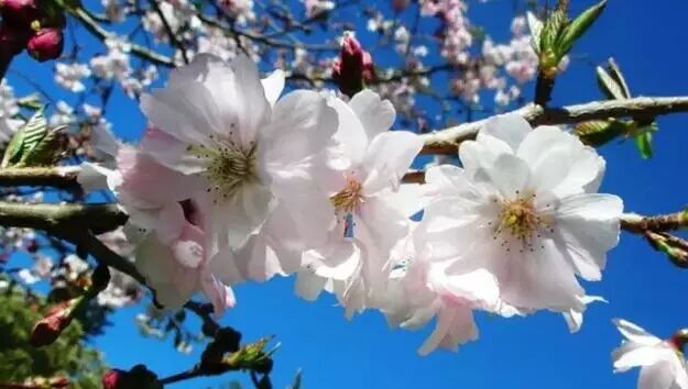 再过几天，新西兰又要让全世界羡慕了！你也要一起来刷爆朋友圈吗？！