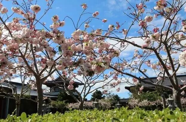 再过几天，新西兰又要让全世界羡慕了！你也要一起来刷爆朋友圈吗？！