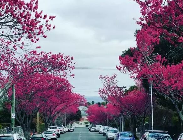 再过几天，新西兰又要让全世界羡慕了！你也要一起来刷爆朋友圈吗？！