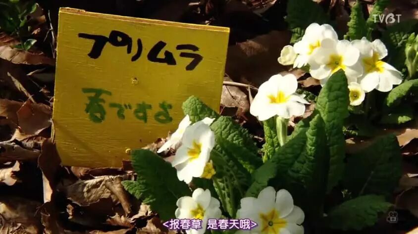 豆瓣9 2 這對90歲夫婦的 小森林 令人淚奔 精彩電影 微文庫