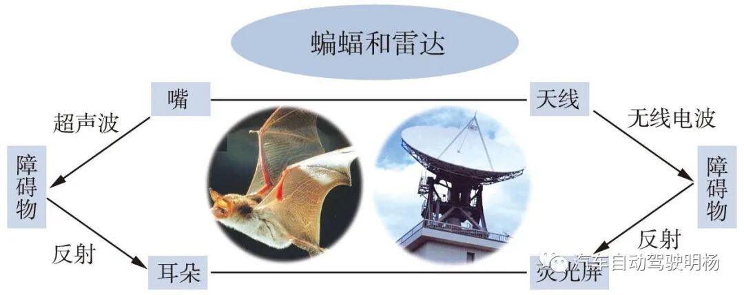 从蝙蝠到雷达