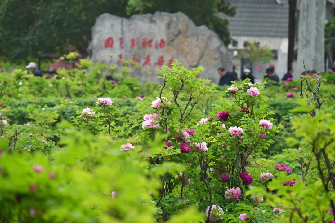 牡丹公园古牡丹园区 诗词壁画 25.4.8潘郁1112.jpg