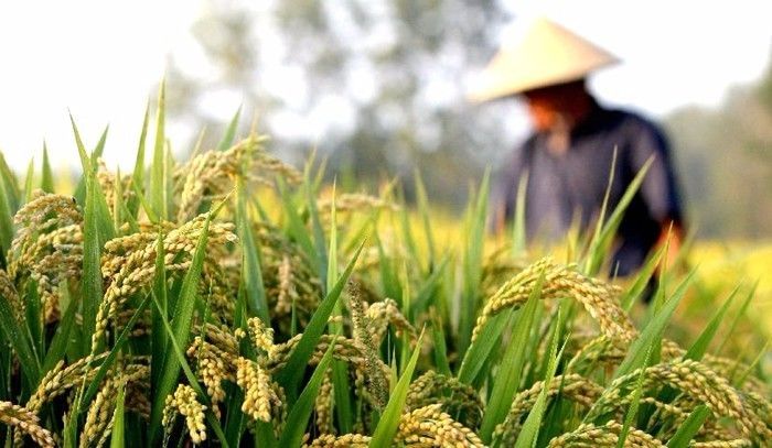 中国农民丰收节是哪一个节气_农民丰收节作文800字_农民丰收节放假吗