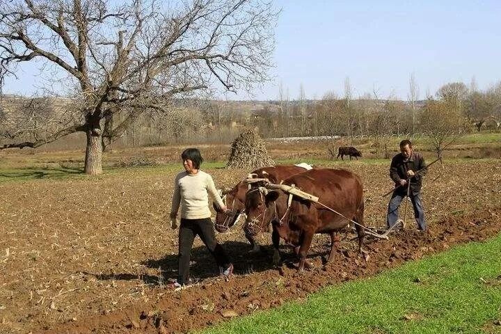 农民丰收节放假吗_农民丰收节作文800字_中国农民丰收节是哪一个节气