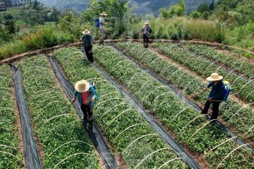 中国农民丰收节是哪一个节气_农民丰收节作文800字_农民丰收节放假吗