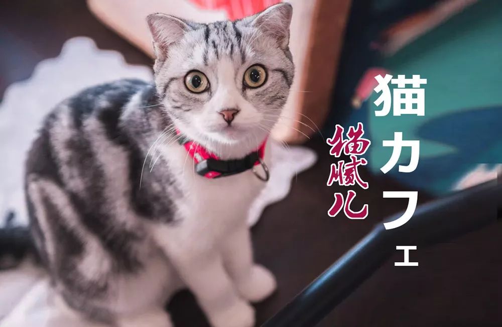 一人でも入りやすい 行くと必ず癒されるー 猫カフェ猫腻児 兰庭channel 微信公众号文章阅读 Wemp